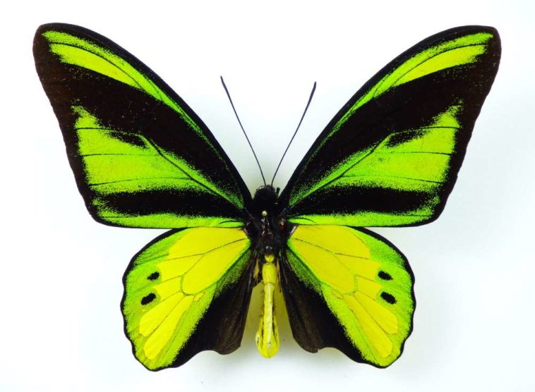 World's most beautiful Butterflies - Love Your Pet | Pets | Animals