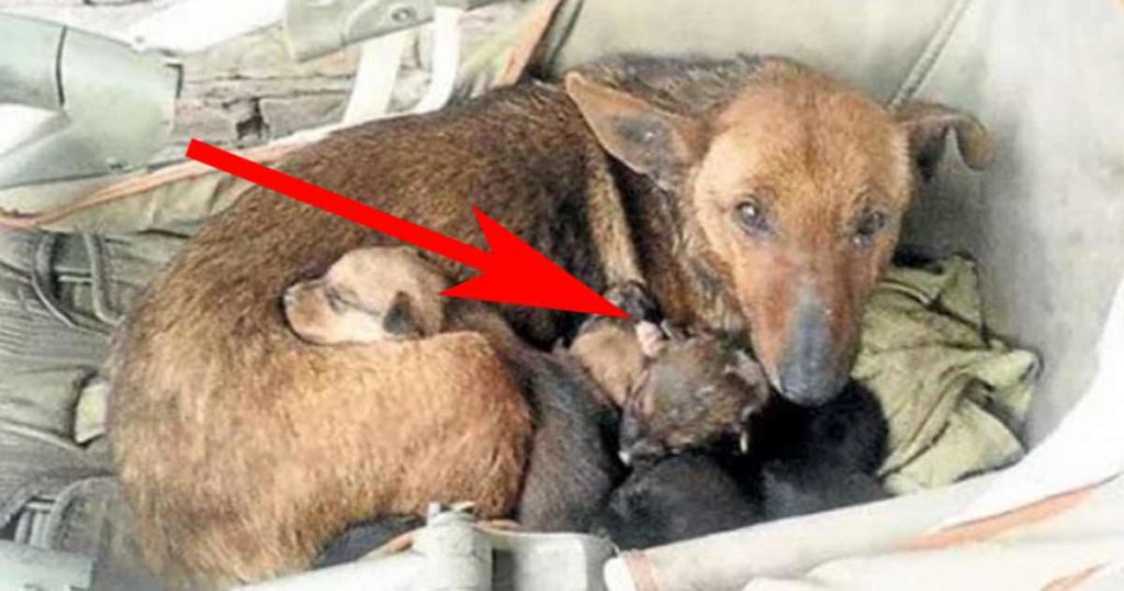 Incredible Dogs Who Have Saved Babies