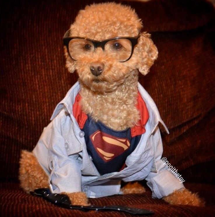 Best Pets Dressed as Superheroes