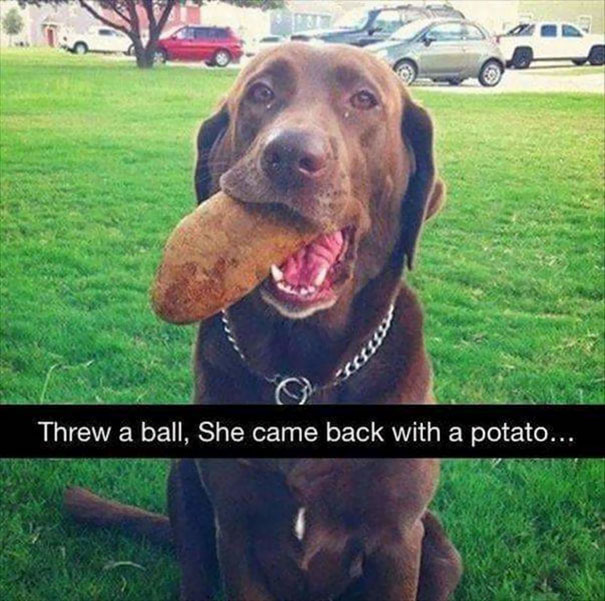 Dog with potato
