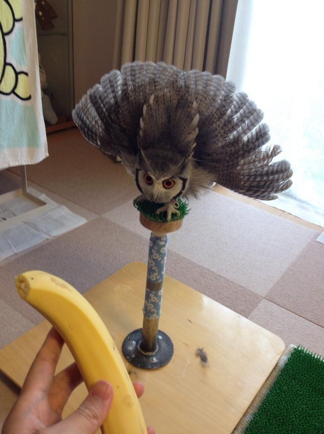 Real-Life Angry Birds