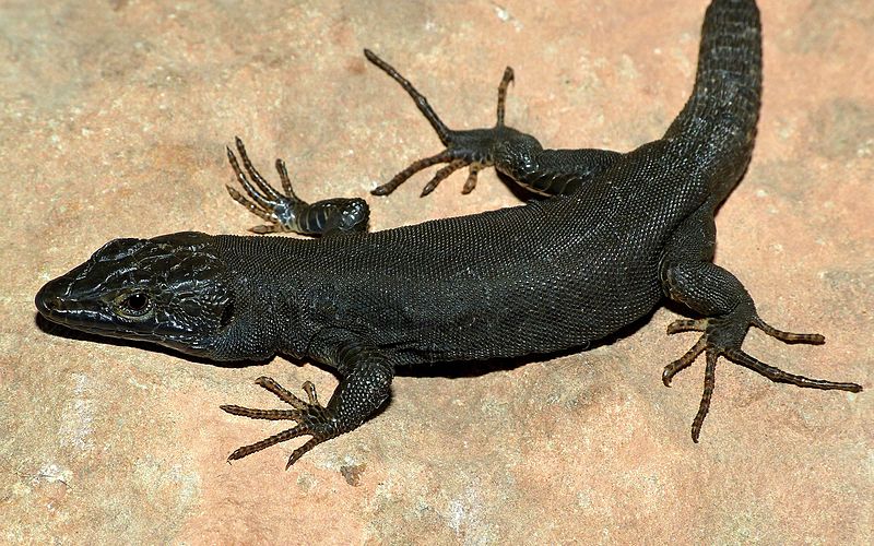 Photos Of Melanistic (All Black) Animals That Will Make You Awww