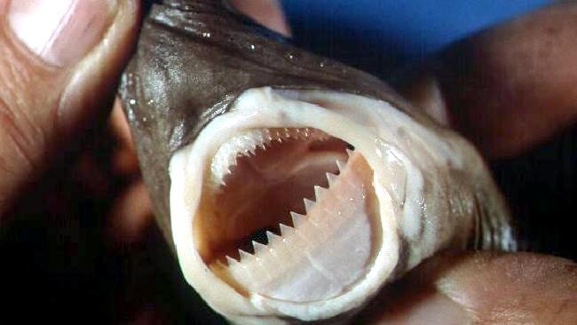 Terrifying Animal Mouths That Are Upsetting To Even Look At