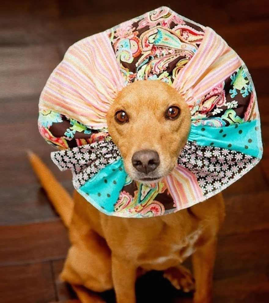 Pets Making the Most of Their Cones of Shame
