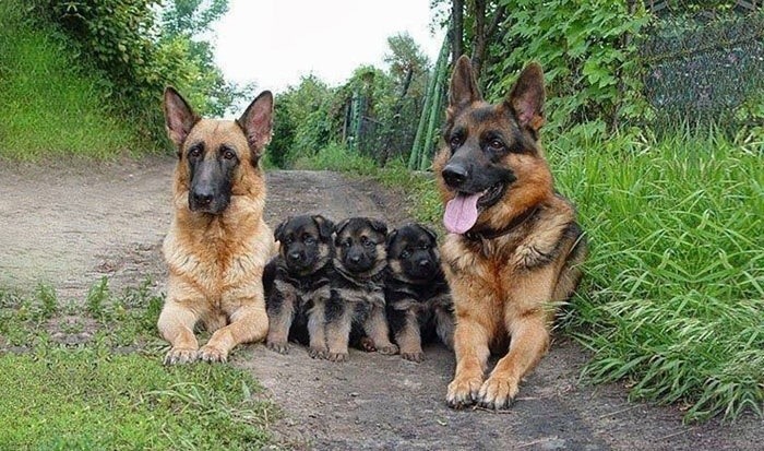 Animal Family Photos That Are Way Cuter Than Yours
