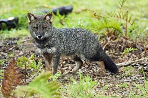 Amazingly rare species of Cats and Dogs