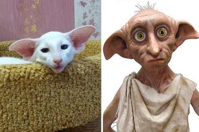 Animals That Look Like Famous Fictional Characters