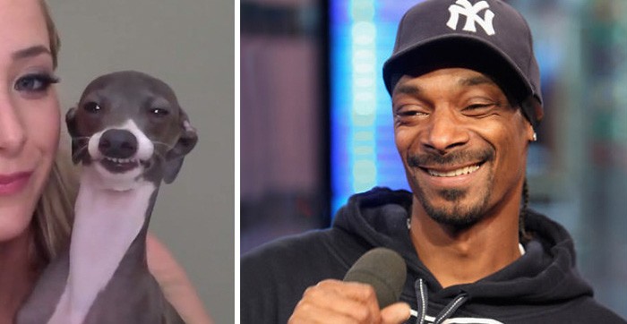 Animals who look freakily like famous celebrities