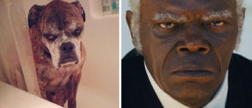 Animals who look freakily like famous celebrities
