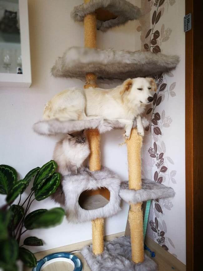 Dogs Who Think They’re Cats