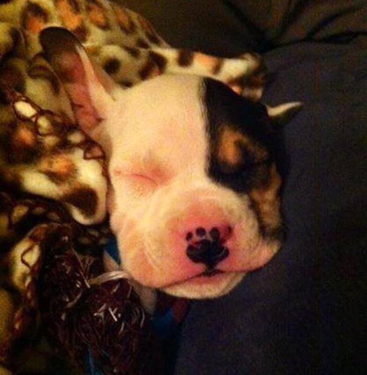 Dog born with a perfect paw print on her nose