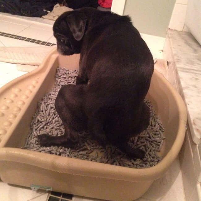 Dogs Who Think They’re Cats