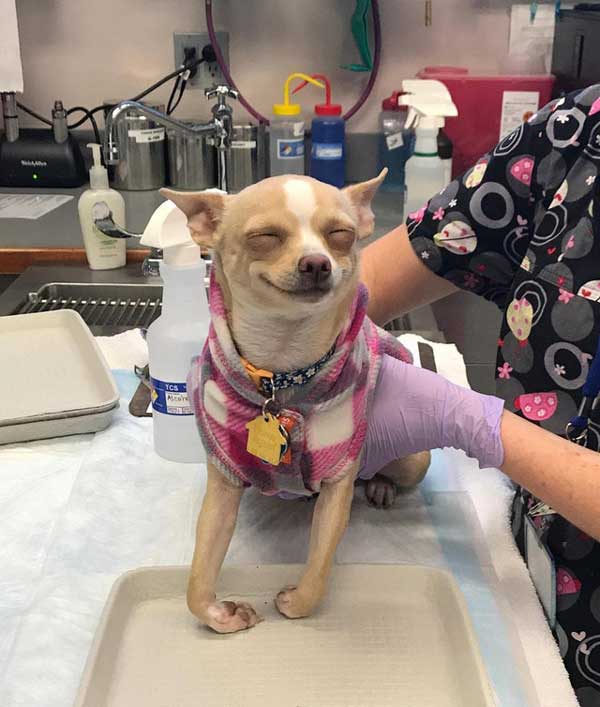 Dog who ate Brownie Pot