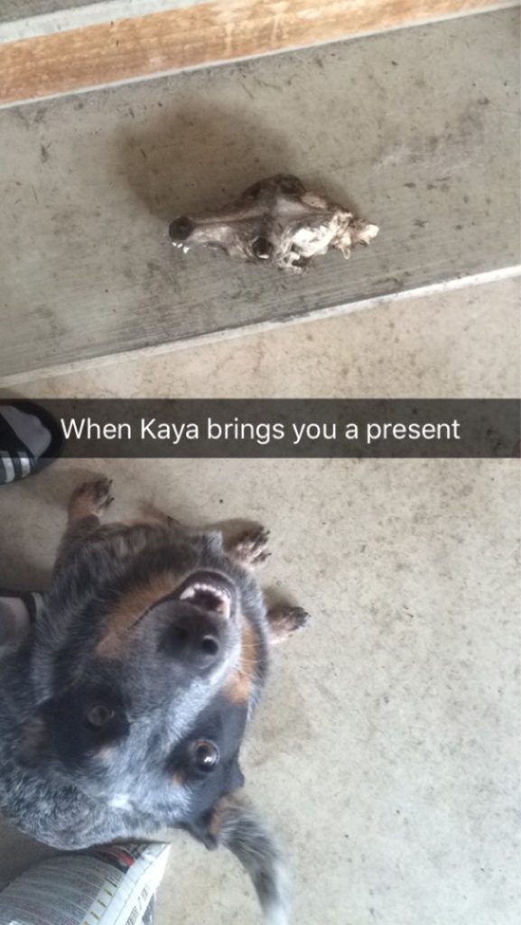 Cute pets that brought presents for their owners