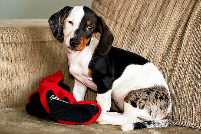 Dog with a rare color combo