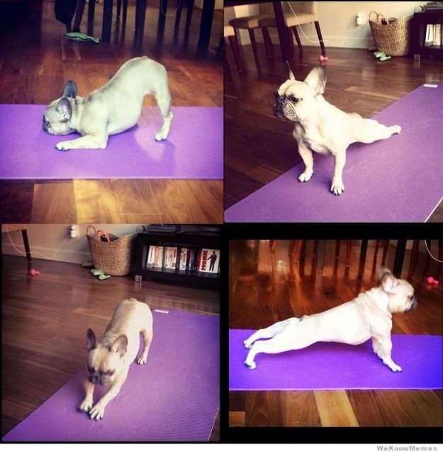 Zen Animals Doing Yoga