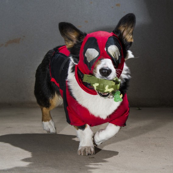 Best Pets Dressed as Superheroes