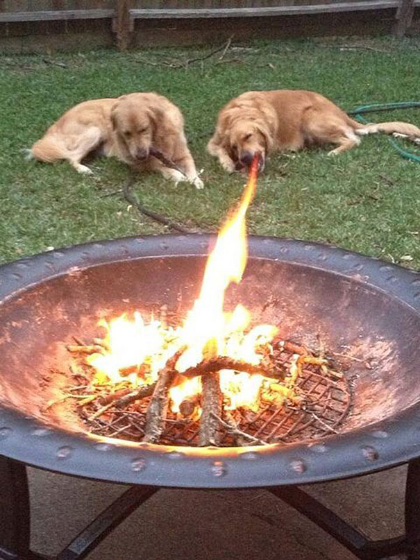 Perfectly Timed Dog Pictures
