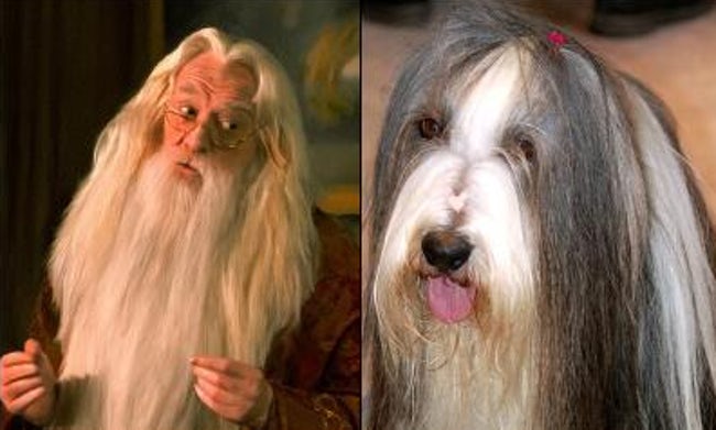 Animals That Look Like Famous Fictional Characters