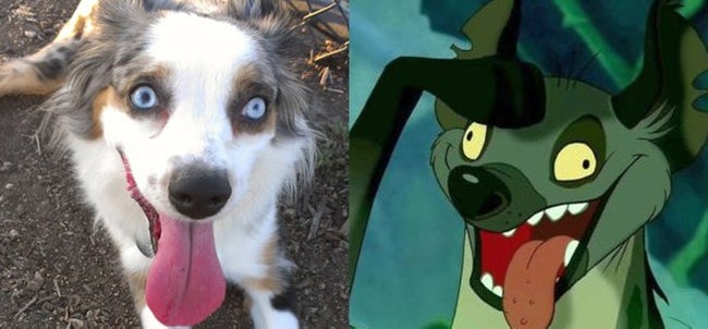 Animals That Look Like Famous Fictional Characters