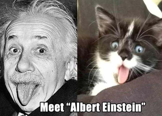 Pets That Were Named Appropriately