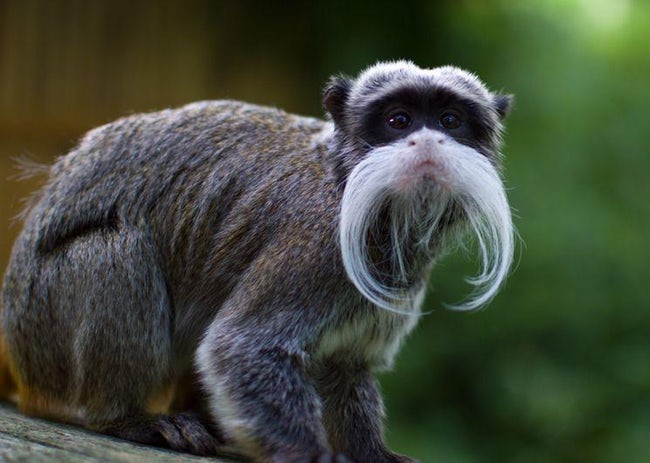 Animals With Eerily Human Physical Characteristics