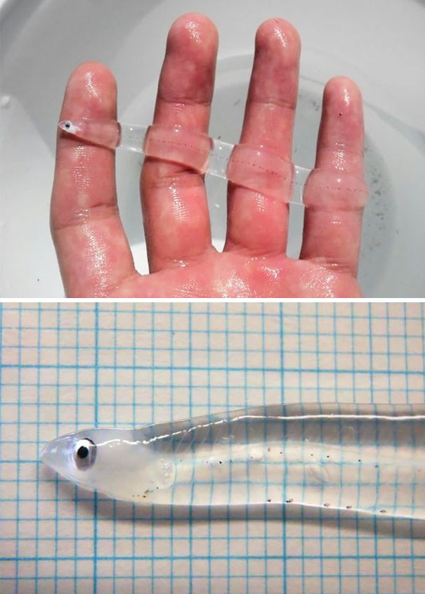 Real Transparent Animals That Will Leave You Amazed