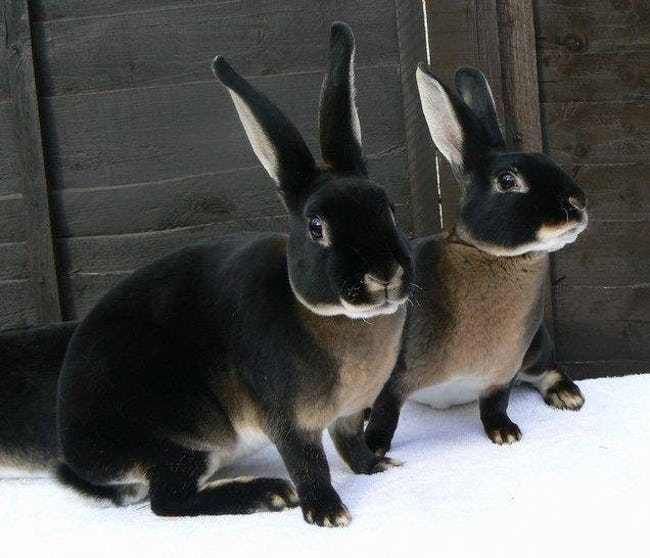 Photos Of Melanistic (All Black) Animals That Will Make You Awww