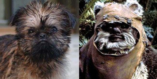 Animals That Look Like Famous Fictional Characters