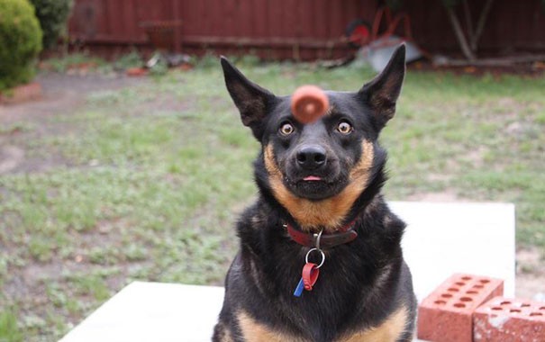 Perfectly Timed Dog Pictures