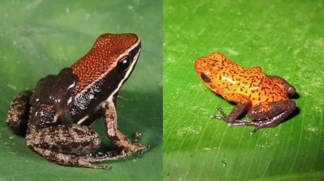 Animal Imposters who fake it to make it