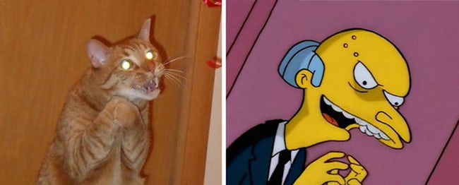 Animals That Look Like Famous Fictional Characters