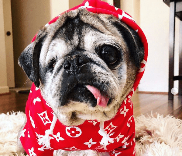 These Injured Animals Found Loving Homes