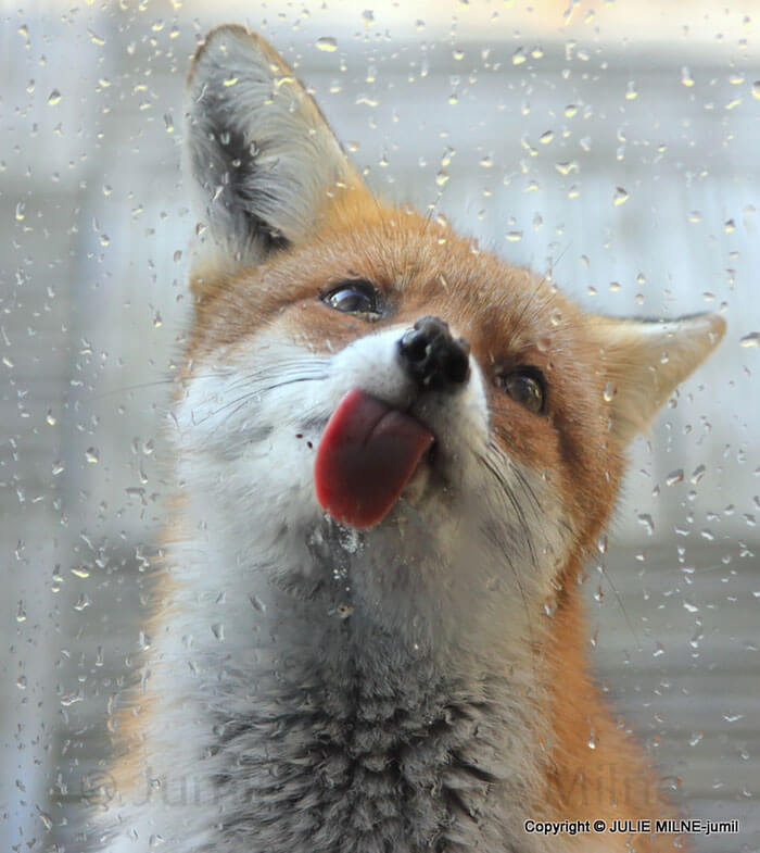 Silly Looking Animals Licking Glass