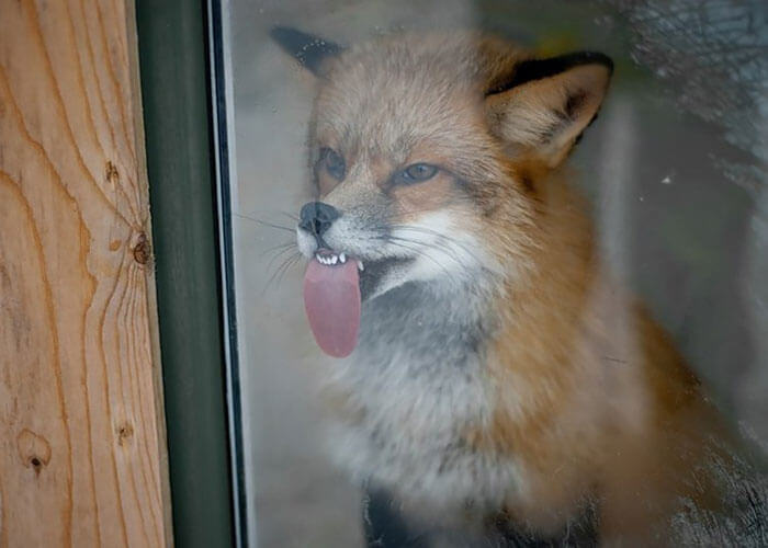 Silly Looking Animals Licking Glass