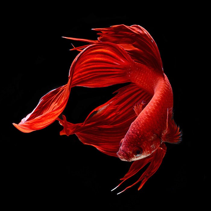 Thai photographer captures pictures of Aquarium Fishes and they are stunningly amazing
