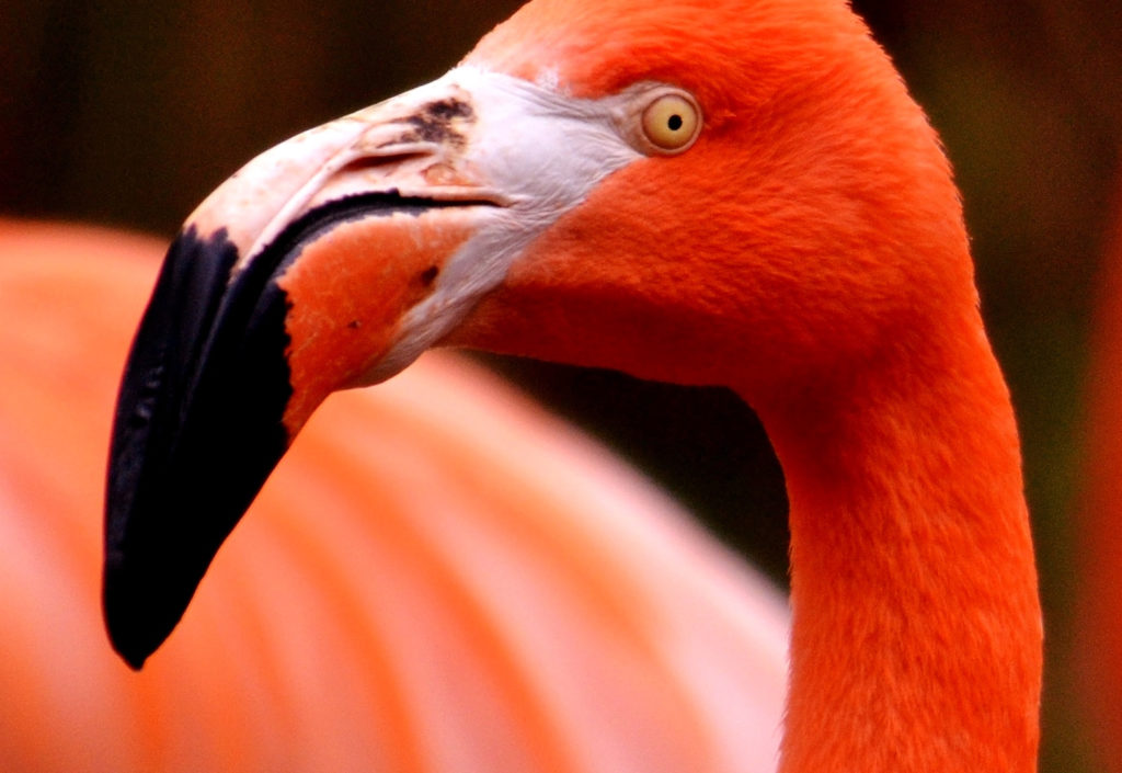 Animals With Utterly Unique, Mesmerizing Eyes