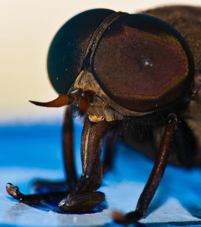 Outrageous Animal Tongues of All Time
