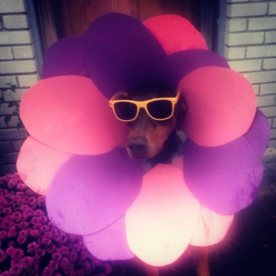 Pets Making the Most of Their Cones of Shame