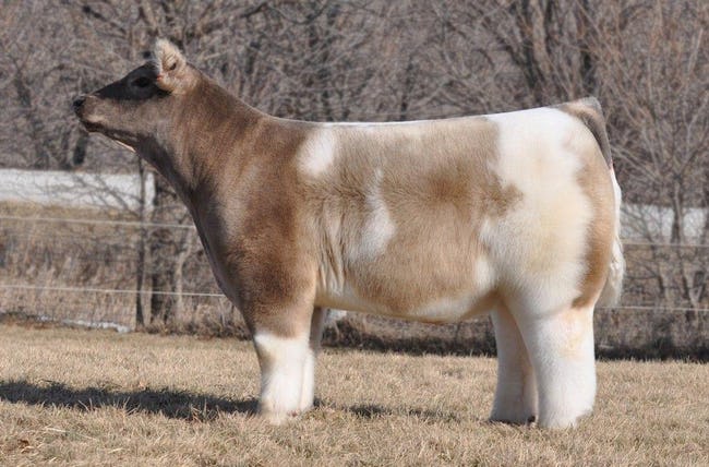 Animals with Insanely Amazing Hair
