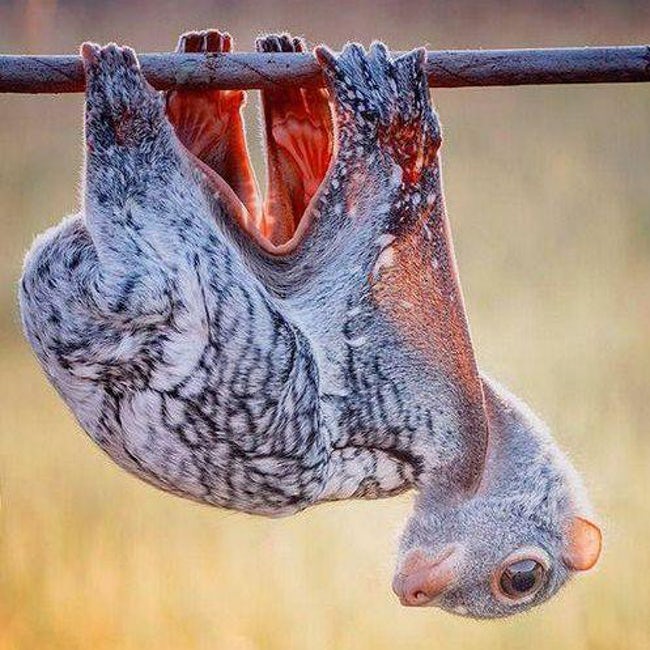 Animal Feet You Have To See To Believe