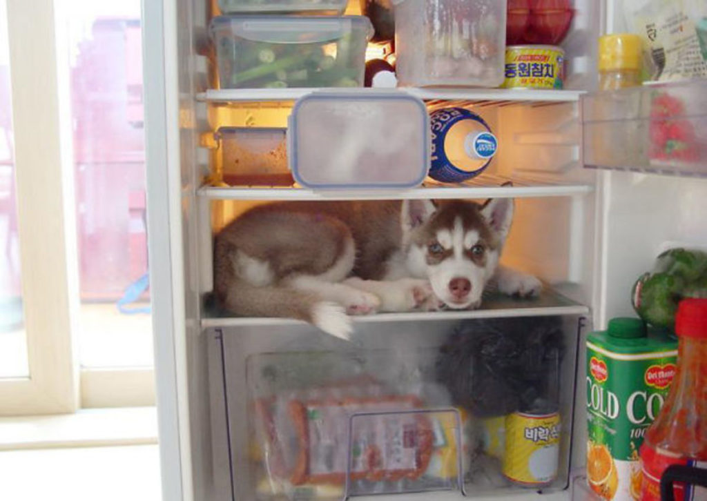 Fridge Bandit