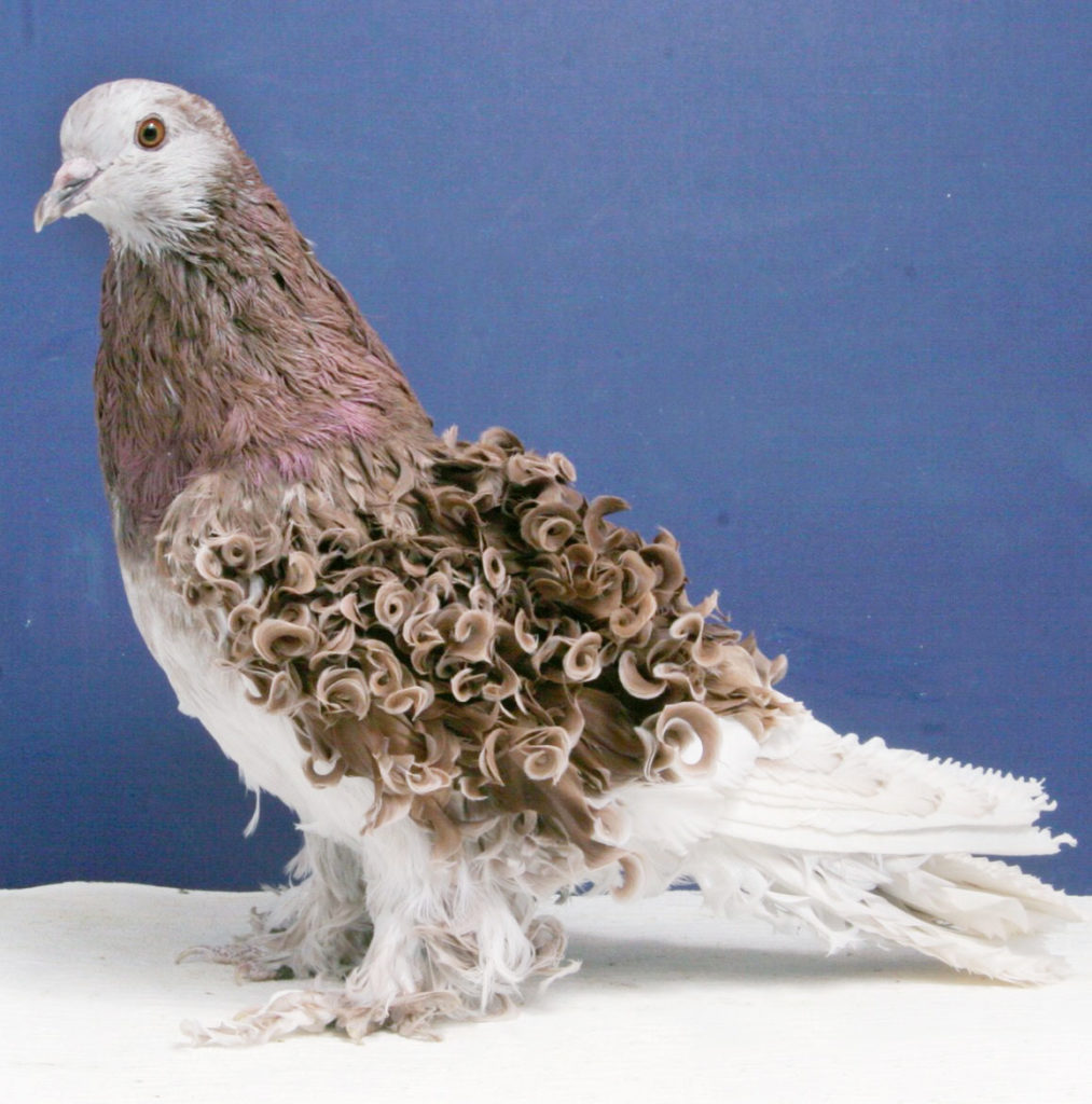 Animals with Insanely Amazing Hair