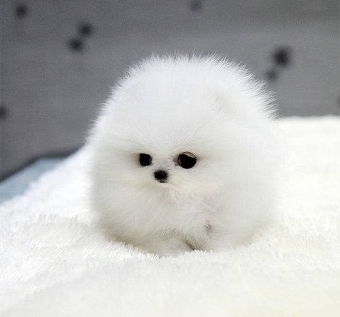 Animals That Are So Round They’ll Roll Straight into Your Heart