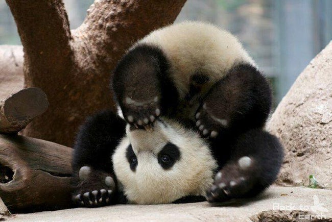 Zen Animals Doing Yoga