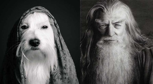Animals That Look Like Famous Fictional Characters