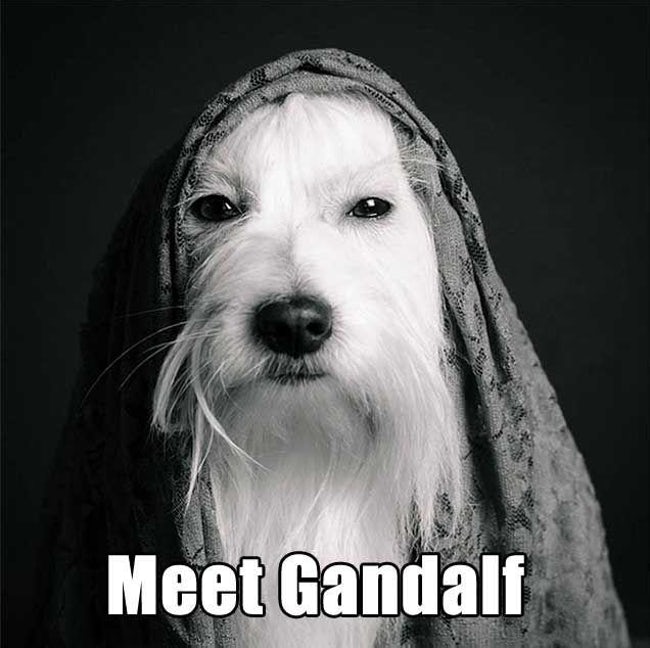 Pets That Were Named Appropriately