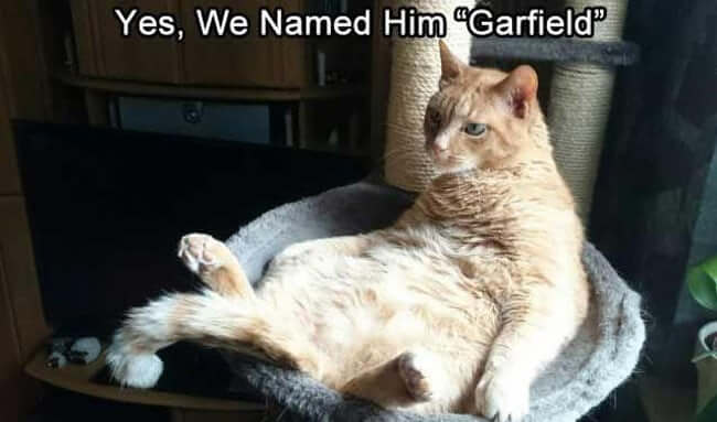 Pets That Were Named Appropriately