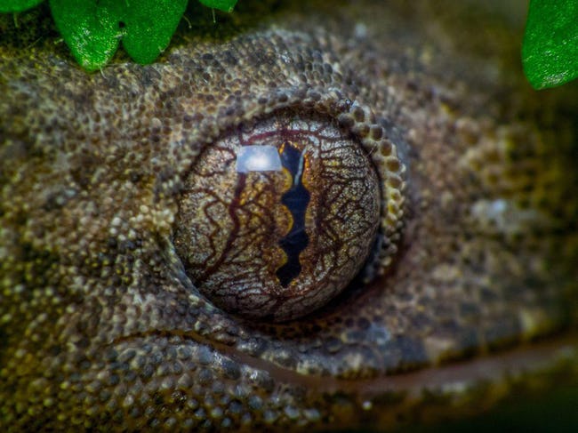 Animals With Utterly Unique, Mesmerizing Eyes