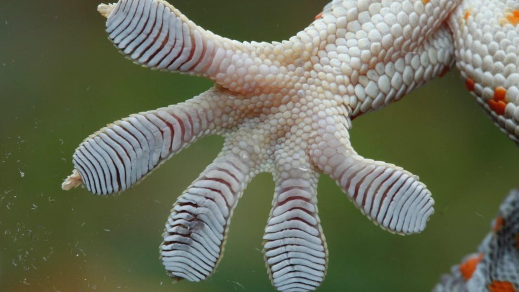 Animal Feet You Have To See To Believe